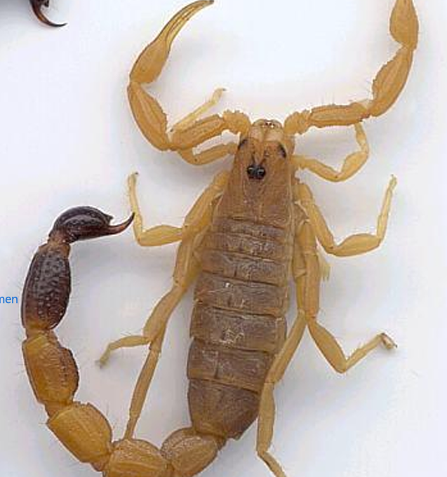 <p> <br>Klasse Arachnida (spinachtigen) orde?</p>