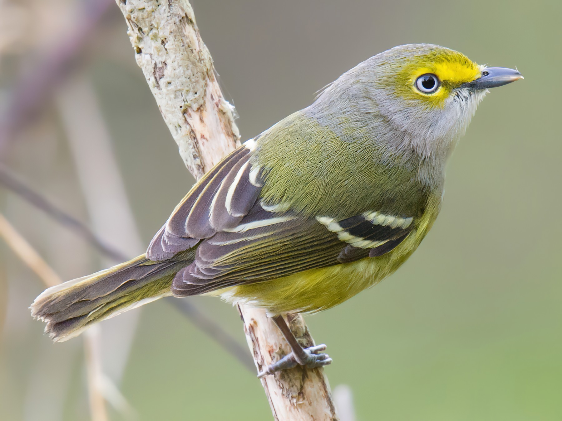 <p>Order Passeriformes Family Vireonidae</p>