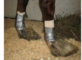 <p>What technique, using ice boots, is an important method of prophylaxis against laminitis, such as when it is due to colitis or other conditions?</p>