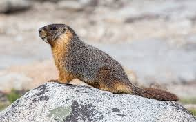 <p>Sciuridae</p><p>Marmota flaviventris </p>
