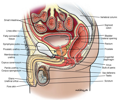 <p>Male Bladder Anatomy</p>