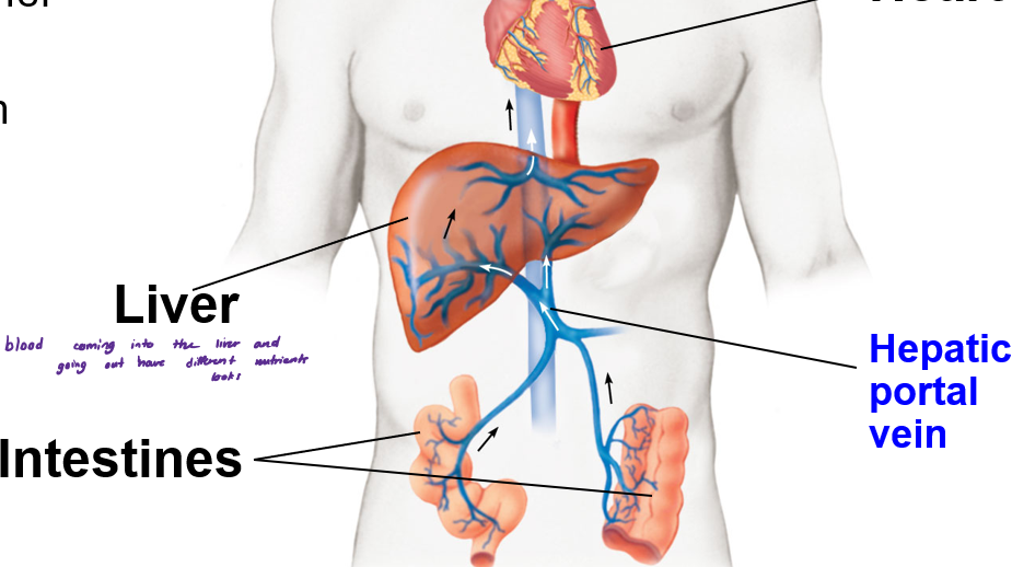 <p>What does the liver do with blood from the intestines?</p>