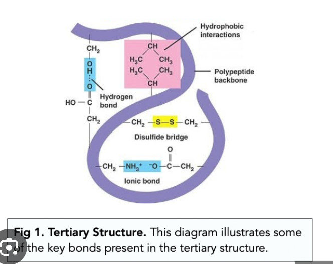 <p>Tertiary structure</p><p>Bond: various interactions including hydrogen bonds, ionic bonds, hydrophobic interactions, and disulfide bonds</p><p>Structure: three-dimensional folding of a protein </p>
