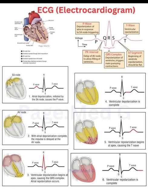 <p></p><p>Electrical Activity &amp; EKG</p><p>• "Send Another Awesome Box of Purple Veggies</p>