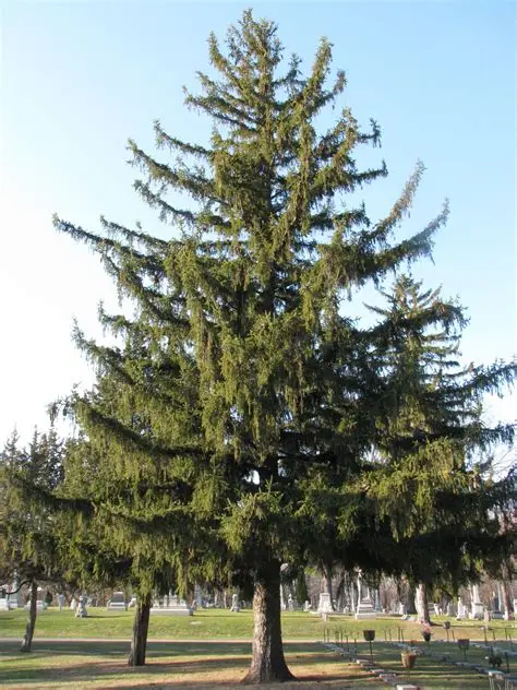 <p>Common Name: Norway Spruce </p><p>Genus: <em>Picea </em></p><p>Species: <em>abies </em></p><p>Christmas tree-like in appearance, droopy branches </p>