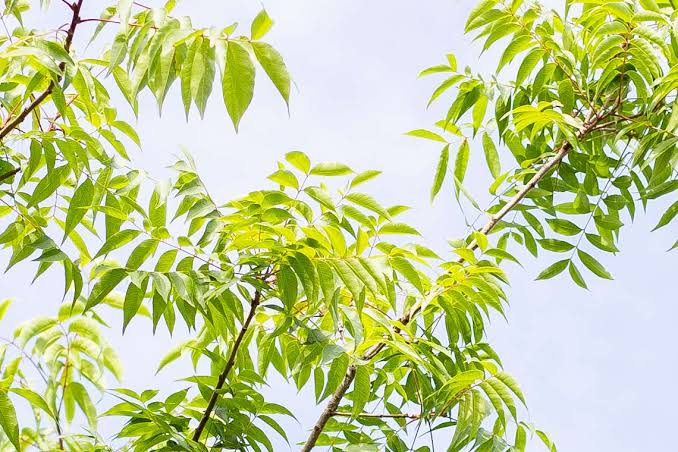 <p>Chinese Pistache, deciduous, shade, 30-40ft tall, 30-35 ft wide, full sun, dioecious, scarlet and orange fall color</p>