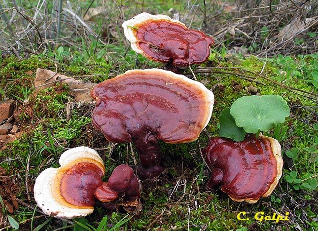 <p>Ganoderma lucidum</p>