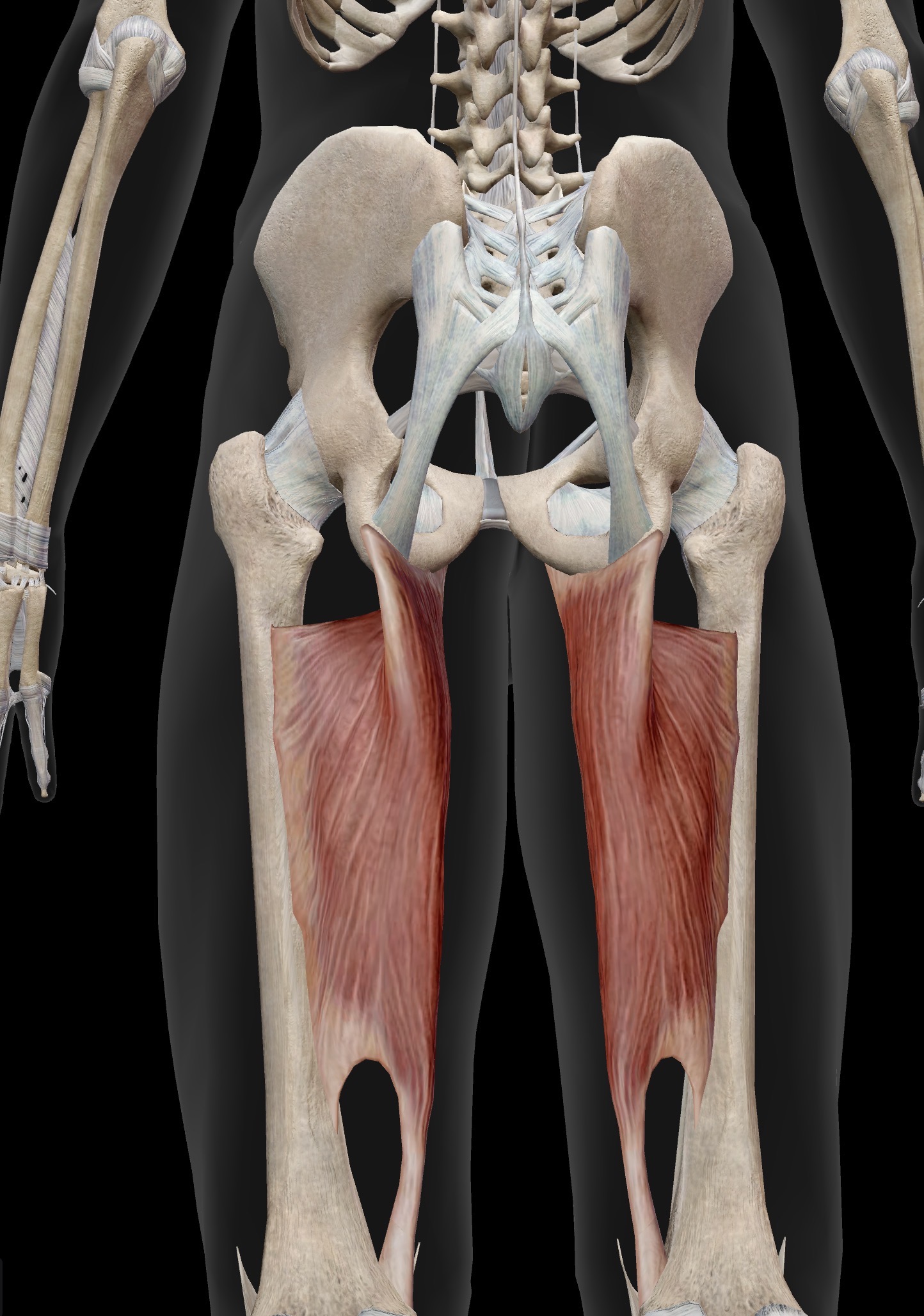 <p>Name the muscle and corresponding letter ( O = origin, I = insertion, A = actions, IN = innervation)</p><p>O</p><p>I</p><p>A</p><p>IN</p>