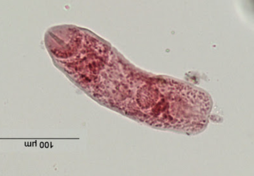 <p>Microcercous</p>