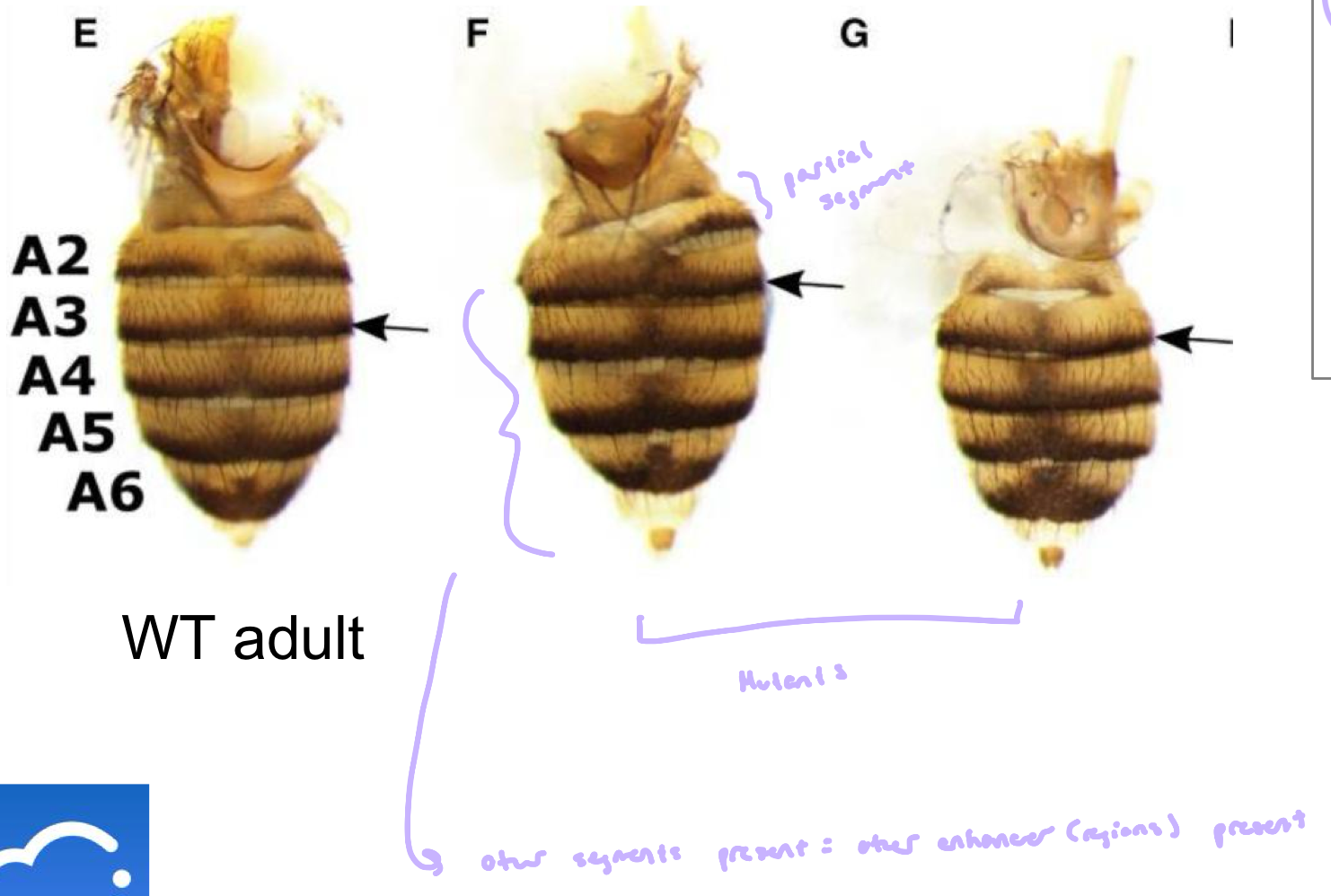 <ul><li><p>Deletion that removes part of the enhancer</p></li></ul><p></p>