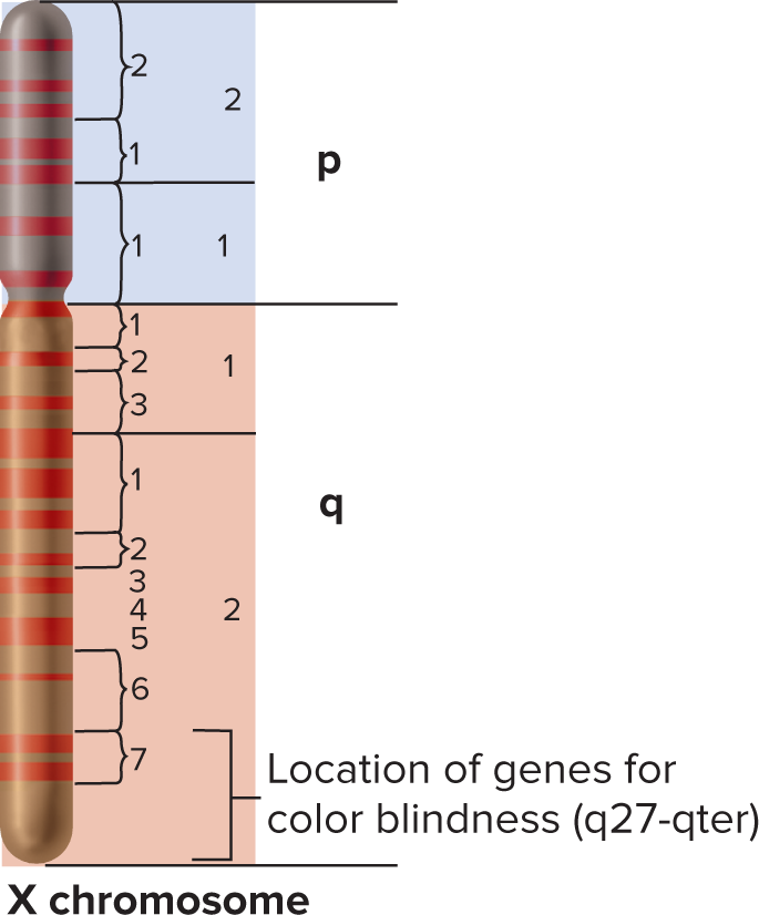 <ul><li><p>They are highly reproducible from one generation to the next, so they must be determined by the base-pair sequence itself.</p></li><li><p>Geneticist designate a gene’s location by its position relative to the bands on the p (short) or q (long) arm of a particular chromosome.</p></li><li><p>Diagram of banding pattern = <strong>idiogram</strong></p></li></ul><p></p>