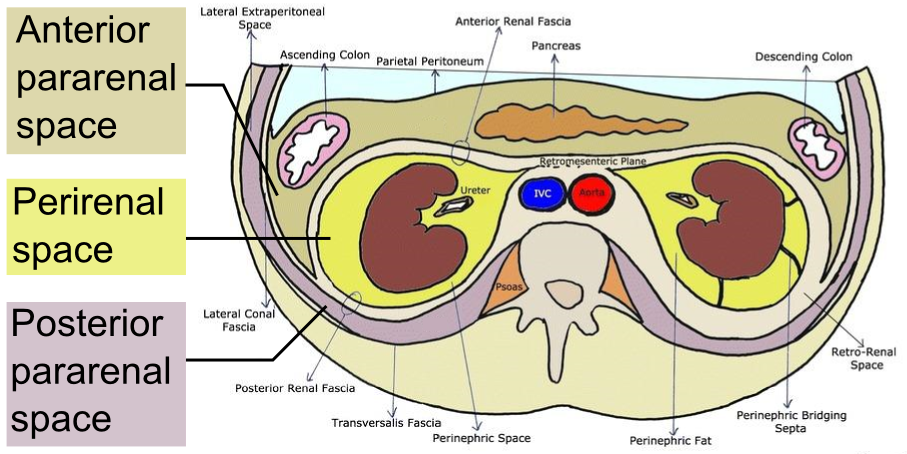 <p>Organs located posterior to the parietal peritoneum (e.g., kidneys)</p>