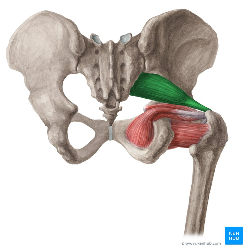 <p>Deep Hip External Rotators (Deep Six)</p>