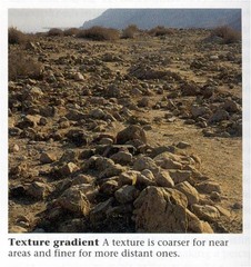 <p>texture gradient</p>