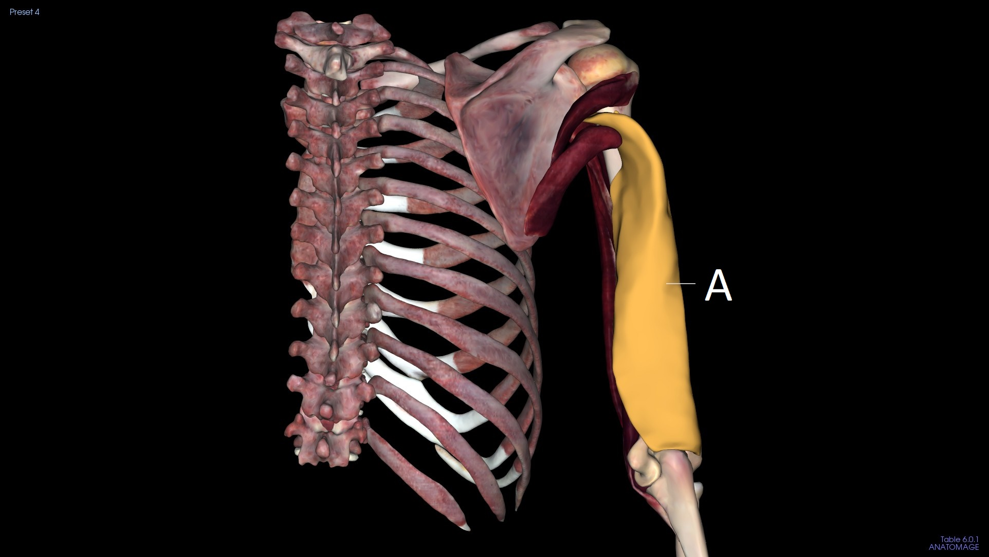<p>A</p>