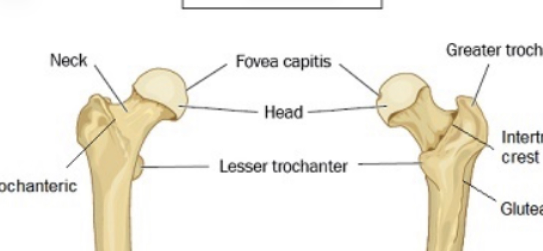 <p>Pit in head for blood vessels</p>