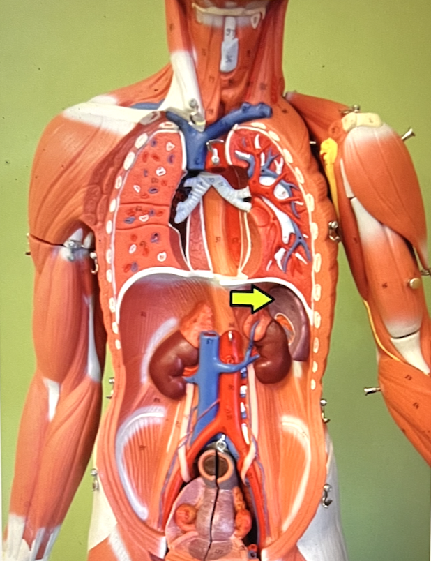 <p>identify the major organ</p>
