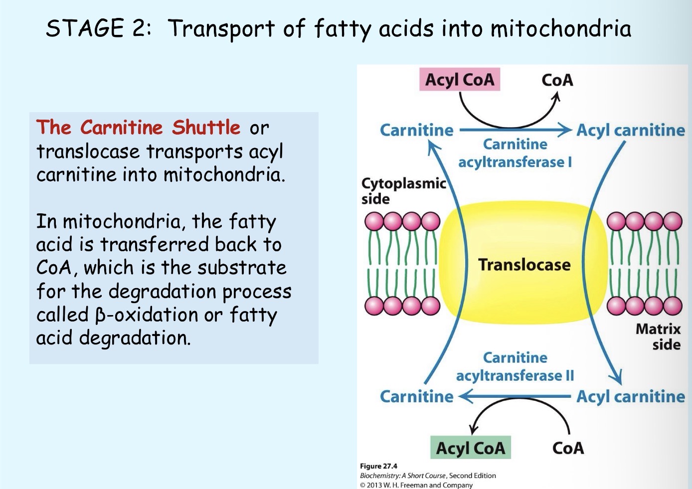<p>The fatty acid is transferred back to CoA, which is the substrate for the degradation process called B-oxidation or fatty acids degradation</p>