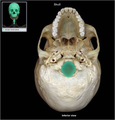 <p>the large opening at the base of the cranium through which the spinal cord passes</p>