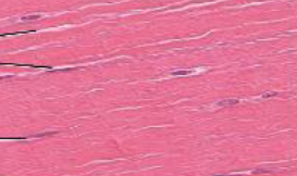 <p>dense regular connective tissue</p>