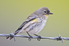 <p>Bird</p>