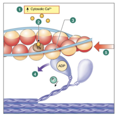 <p>Ca2+ must be present in the sarcoplasm (ICF)</p>