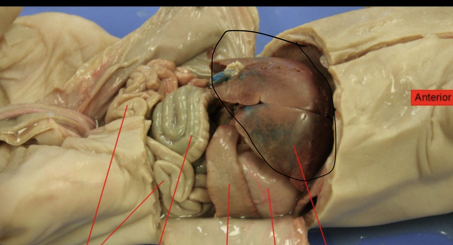 <p>Identify this Organ</p>