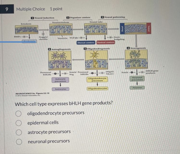 <p><span>Which cell type expresses bHLH gene products?</span></p>
