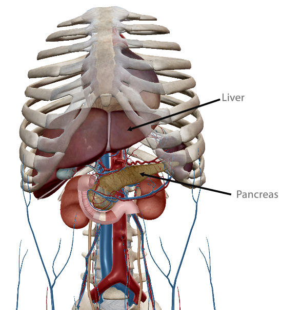 <p>The liver is ____ to the pancreas.</p>