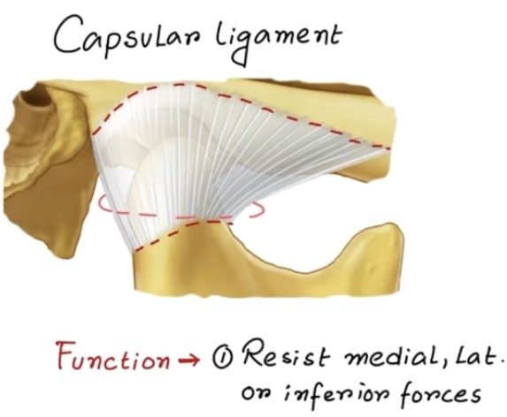 <p>Retains synovial fluid and resist separation forces </p>