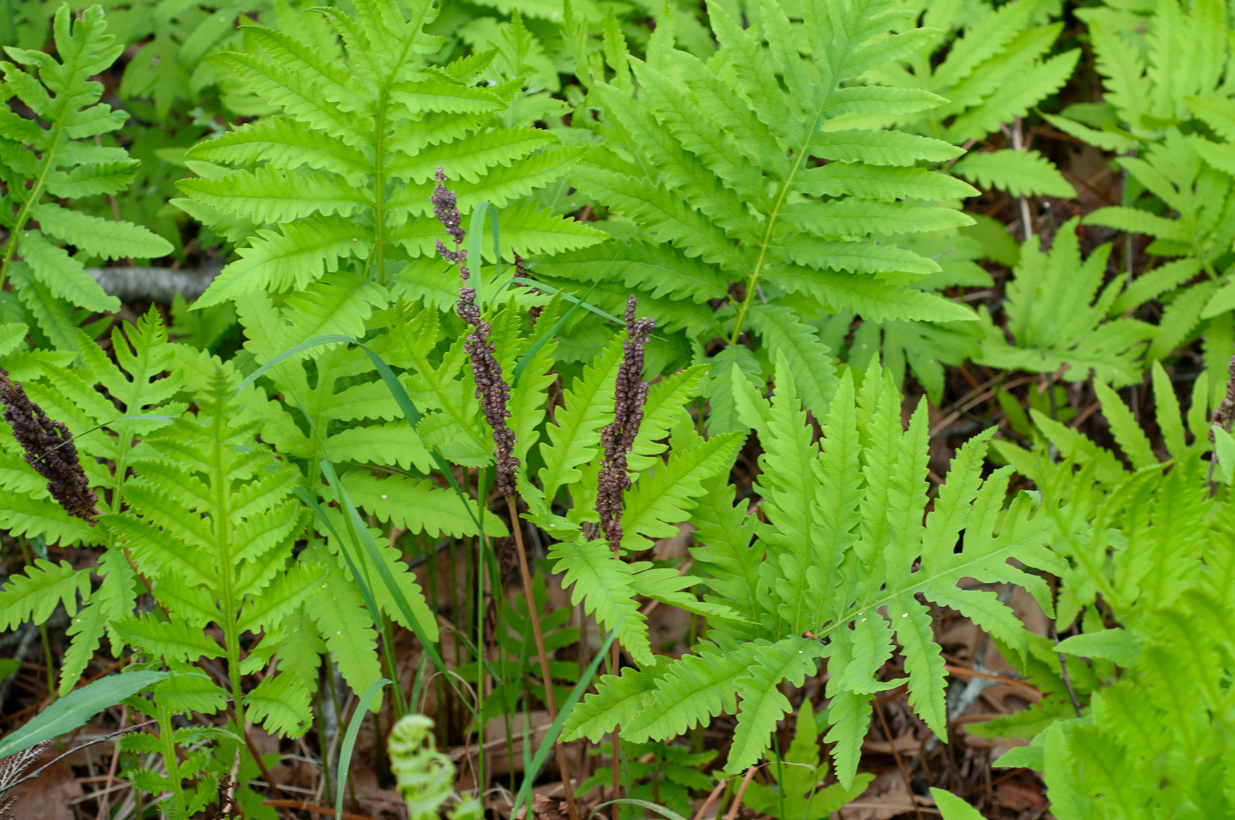 <p>What Plant is This?</p>