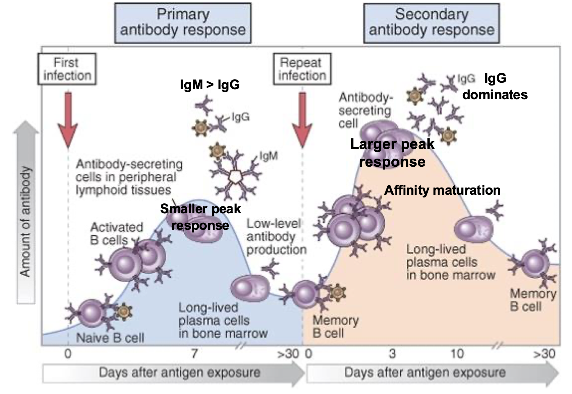 <p>Secondary Humoral response, Lag, Peak, Isotype and affinity:</p>