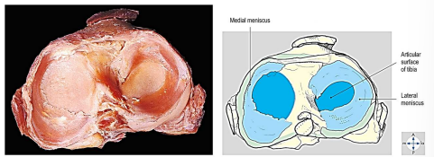 <p>Crescent-shaped incomplete intra-articular discs (fibrocartilage) found in the knee joint.</p>