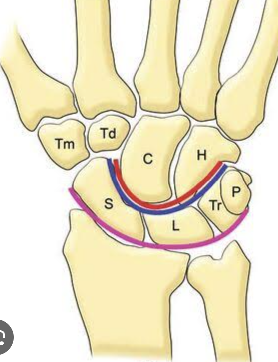 <p>What is <strong>S</strong> of <strong>proximal carpals</strong> is this? </p>
