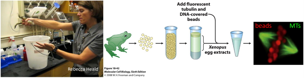 <ul><li><p>Mitotic spindle formation → absence of centrosomes </p></li><li><p>No centrosomes → spindle organized by chromatin </p></li><li><p>Cytoplasmic extracts w/o centrosomes → Xenopus frog egg extract w/o centrosomes</p><ul><li><p>Beads coated w/ chromatin </p></li><li><p>Beads added to frog egg extract</p></li><li><p>Mitotic spindle formation around beads </p></li><li><p>Results = chromatin = sufficient to direct spindle assembly </p></li></ul></li></ul><p></p>
