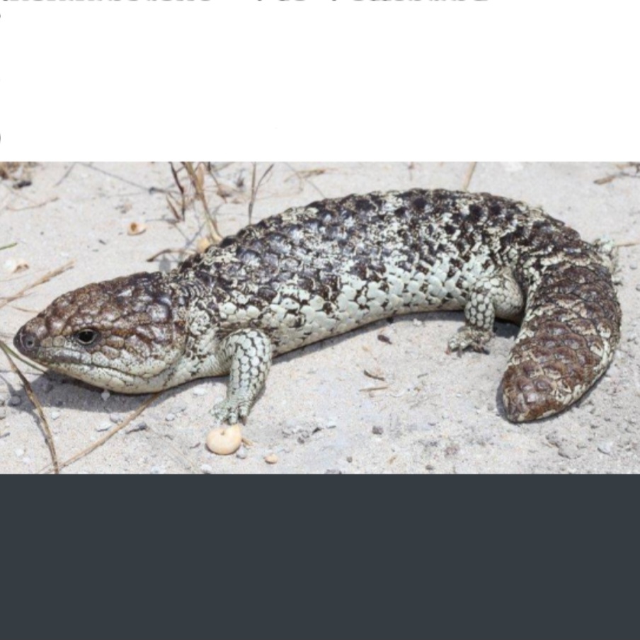 <p>name this animal</p>