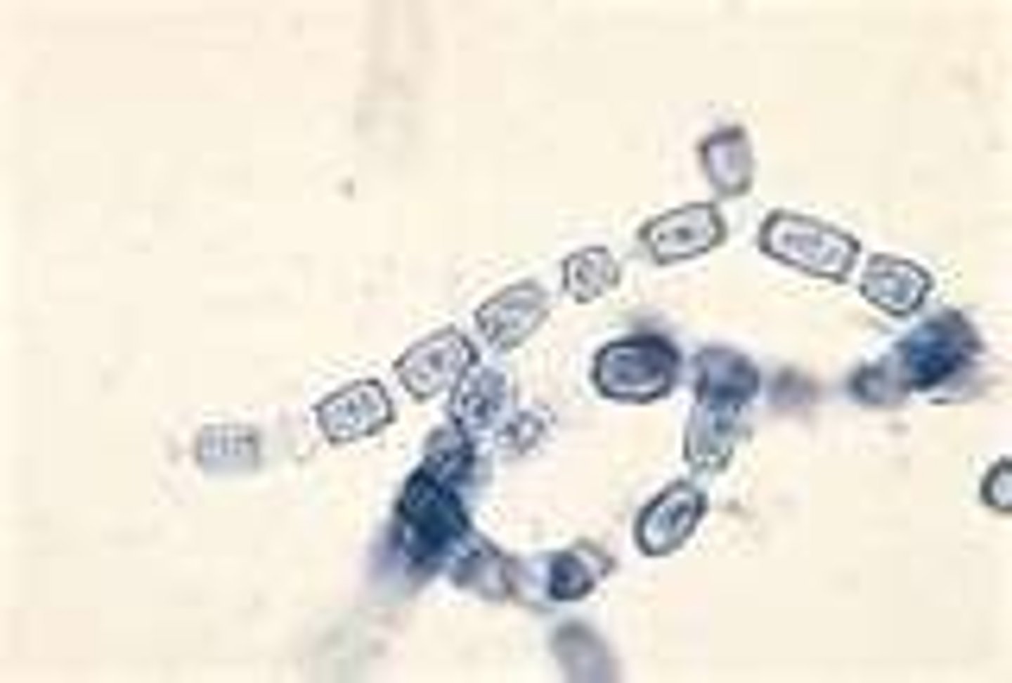 <p>Breaking or fragmentation of hyphae at separation point</p>