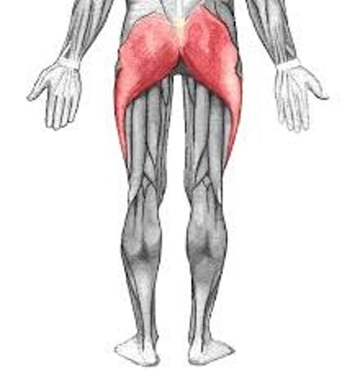 <p>Buttocks</p>