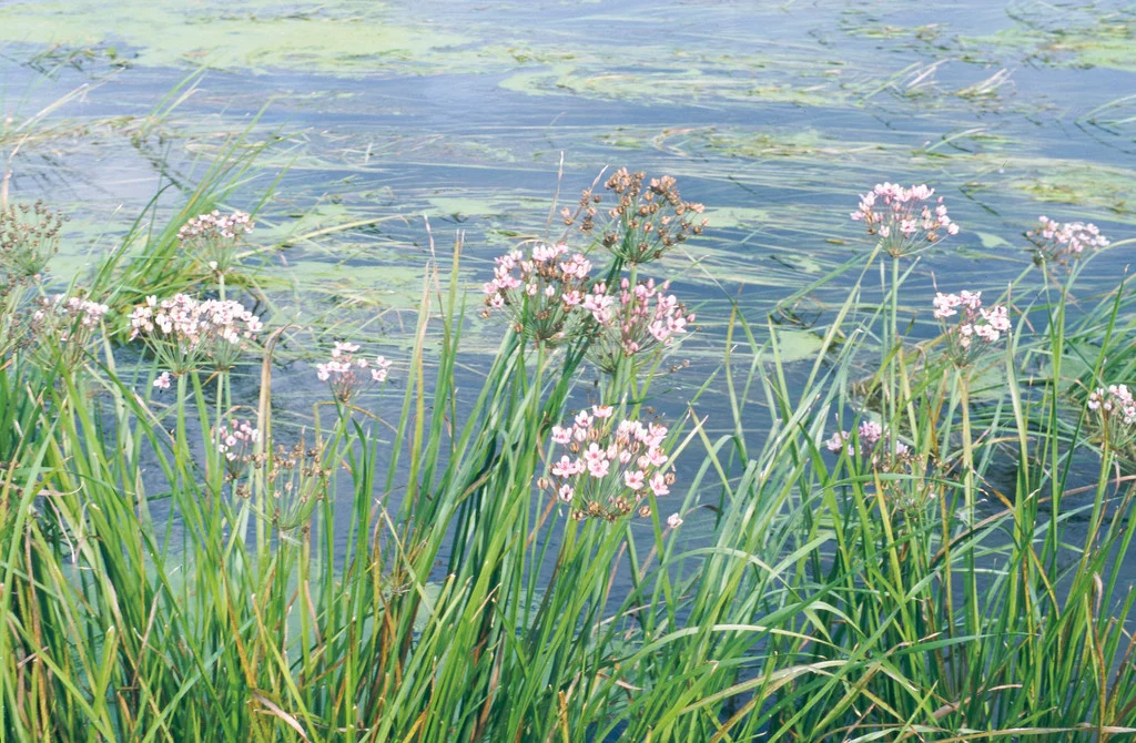 <p>Butomus umbellatus</p>