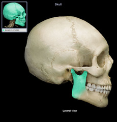 <p>name osseous structure</p>