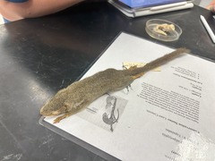 <p>What is the genus and species of this animal</p>