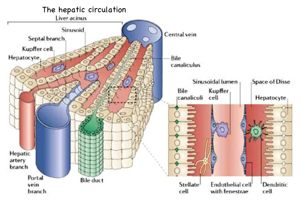 <p>The hepatic circulation (liver addendum)</p><ul><li><p>The liver is the organ responsible for adding and subtracting material to and from the blood, including nutrients. </p><ul><li><p>Fuels and building blocks are maintained within homeostatic levels in the blood in this way. </p></li></ul></li><li><p>Blood leaving the intestine is delivered to the liver. The veins deliver blood to sinusoids. These look and act a lot like capillaries. The liver extracts excesses and adds what is lacking to the blood, then delivers it to the central vein on its way back to the heart for the next round of circulation. </p></li><li><p>Another function of the liver is the production of bile. </p><ul><li><p>This doesn’t enter the blood, not ever, but as you can see from the diagram the bile ducts derive their material to carry from the opposite side of the same set of cells that are intimately associated with blood in the sinusoids.</p></li><li><p>The space of Disse is the location of interstitial fluid between sinusoid and liver cells. Don’t be confused by the shape of the liver cells (hepatocytes). That surface area increasing finger shaped projection motif is seen over and over again. Those are not <em>brush border cells.</em></p></li></ul></li><li><p><strong>Essentially: </strong>the point is that the liver is a massively redundant collection of blood adjusting cells. The portal vein moves blood from collection in the guts directly to the liver, which can then alter the content of the blood by taking up much of the nutrients.</p></li></ul><p></p>