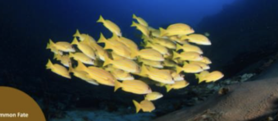 <p>The tendency to group together elements that change in the same way</p>