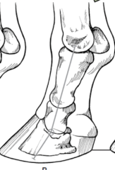 <p>Is this an ideal pastern angle?</p>