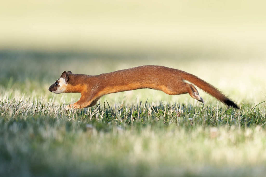 <p>Avg size: <strong>11-22 in with long tail.</strong></p><p>Track <strong>L: ~1, W: <1.</strong></p><p><strong>Bi-colored, with long black tipped tail. May develop white winter coats. </strong></p>