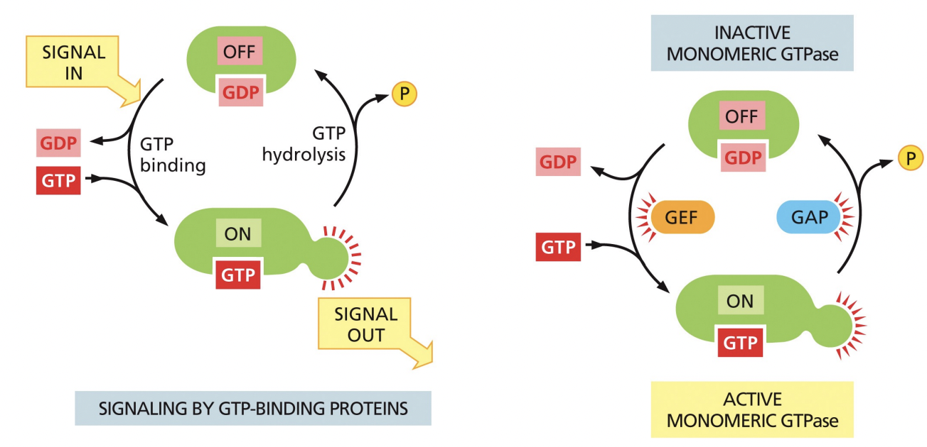 <p>Signal entrance causes GTP binding to protein which turns protein on. The signal leaves, and GTP hydrolysis occurs so GDP binds to protein and it’s turned off</p>
