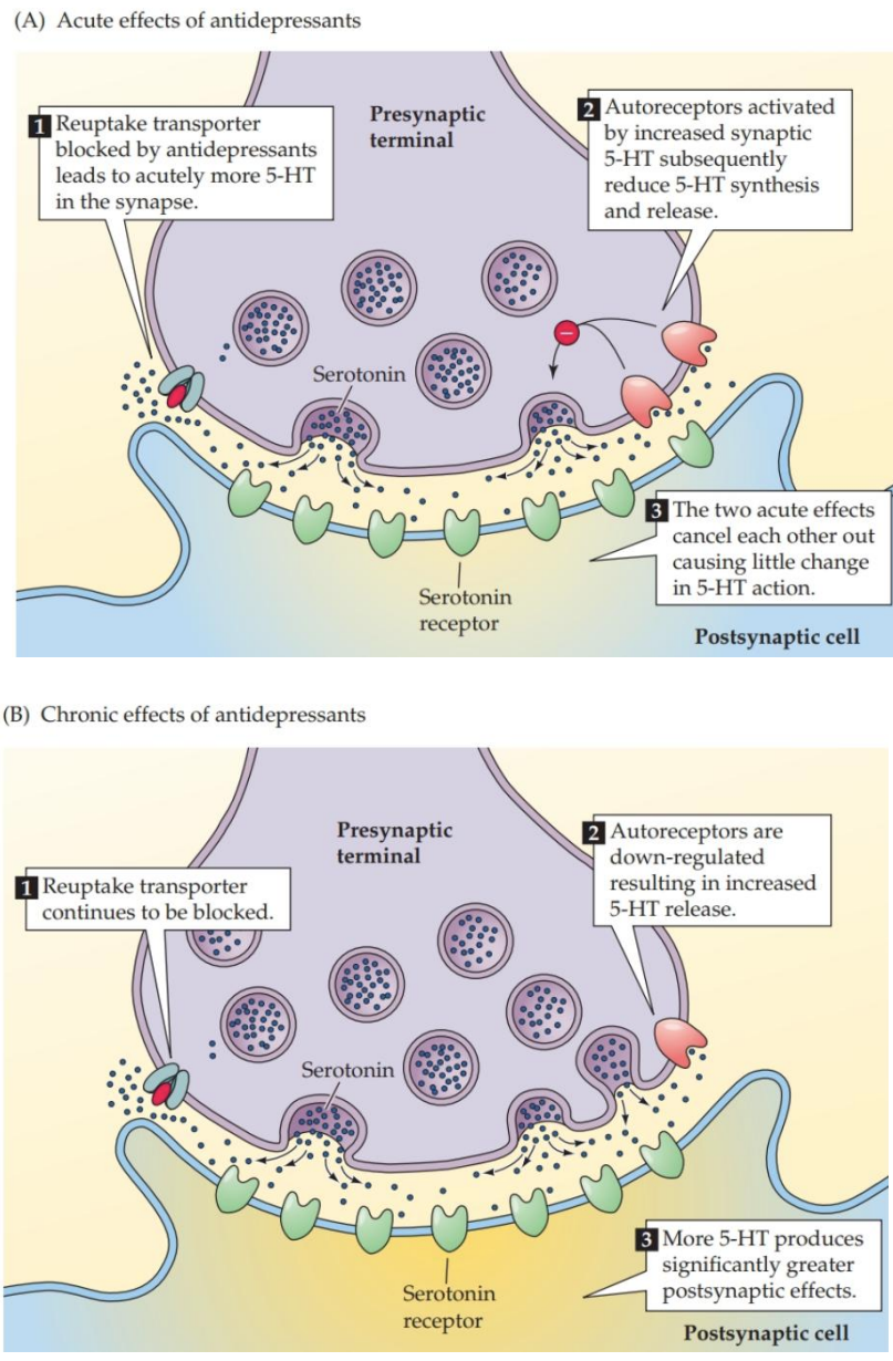 <p><strong>Long-term SSRIs + Autoreceptors</strong></p>