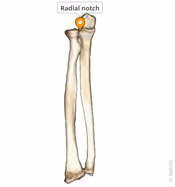 <p>Name the specific part of the bone in color</p>