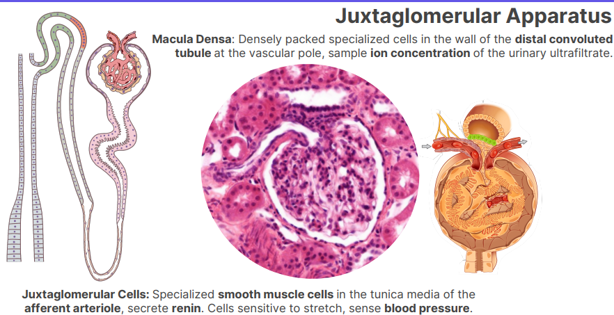 <p>Answer: Renin.</p><p>Extra Information:</p><ul><li><p>Juxtaglomerular cells are located in the tunica media of the afferent arteriole.</p></li></ul><p></p>