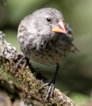 <ul><li><p><em>Geospiza psittacula </em></p></li><li><p>vulnerable </p></li><li><p>this species has a large, powerful bill with a thick base and is found on a number of the islands </p></li></ul><p></p>